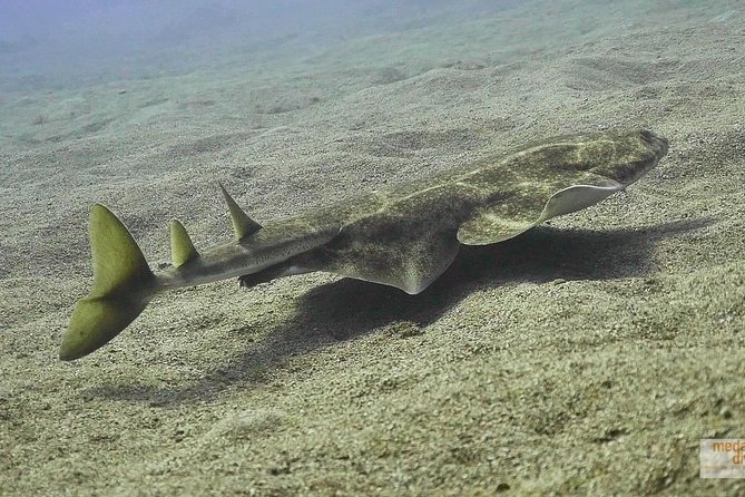 2 Dives, Certified Divers - Tenerife - Starting in El Médano: Your 8:30 meet-up and why it matters