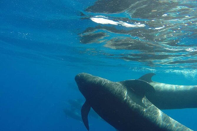 2 hour trip to see whales dolphins puerto colon adeje - Puerto Colón to Costa Adeje: the views you get in 2 hours
