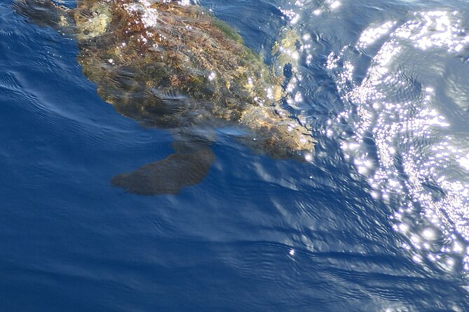 2 hour trip to see whales dolphins puerto colon adeje - Why the “2-hour” timing is worth it