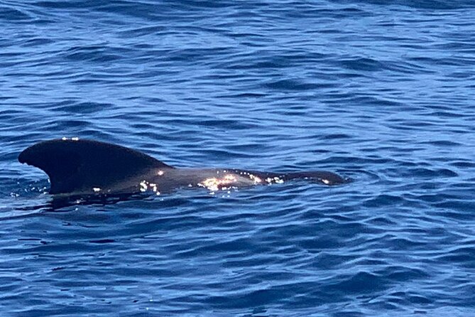 2 hour trip to see whales dolphins puerto colon adeje - The practical side: meeting point, tickets, and weather reality