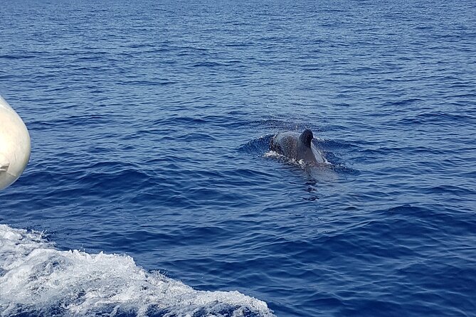 2 hour trip to see whales dolphins puerto colon adeje - Who this whale and dolphin cruise suits best
