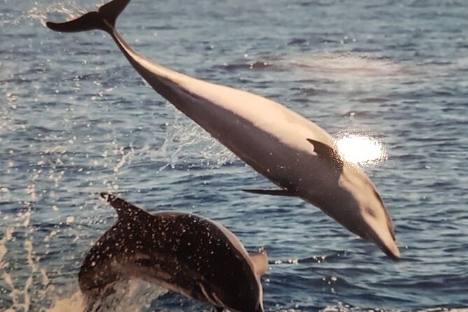 2 hour trip to see whales dolphins puerto colon adeje - Should you book the Puerto Colón whale-and-dolphin trip?