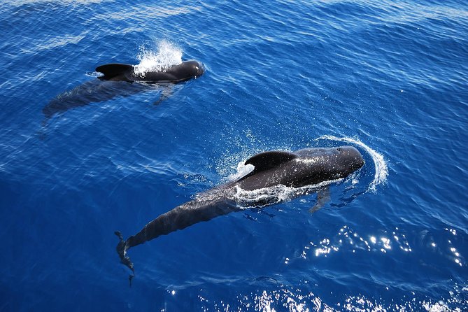2h Viking Cruise Whales & Dolphins Watching - Los Cristianos Harbour Start: Where the Fun Begins