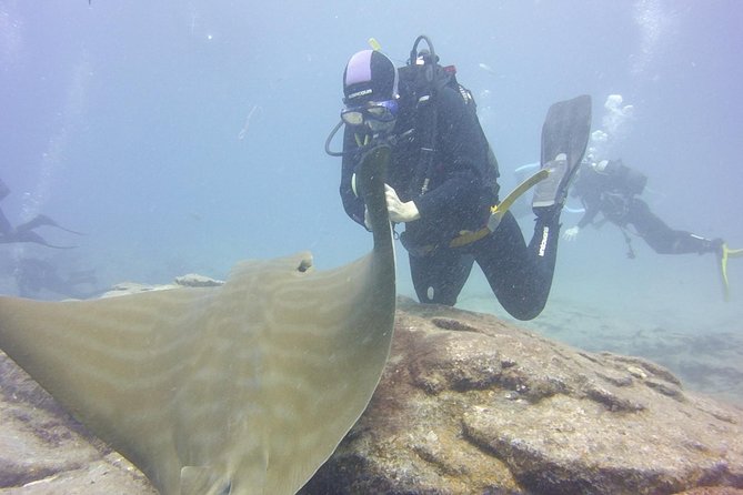 2x diving package, on request including refreshment - Where you might go near Costa Adeje (and what you’re likely to see)