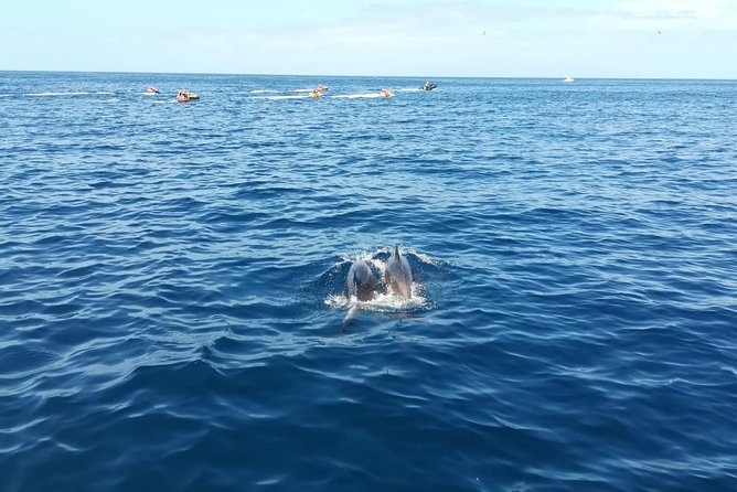 3-Hour Boat Trip from Costa Adeje in Tenerife - Meeting, pickup, and getting yourself to Puerto Colón / Costa Adeje