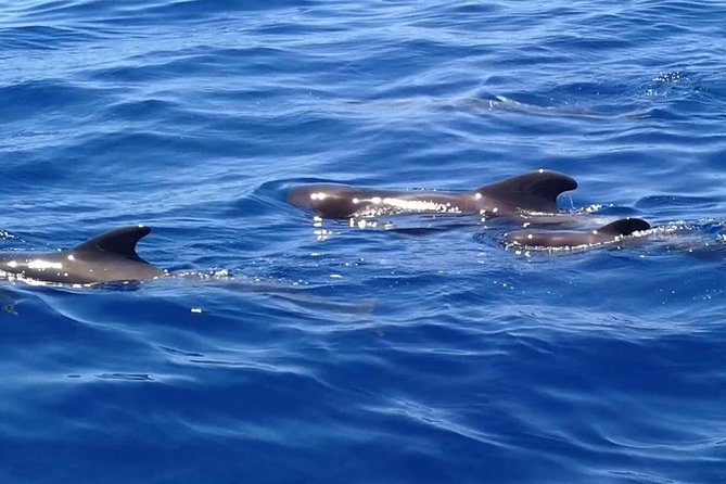 3-Hour Boat Trip from Costa Adeje in Tenerife - The 3-hour route: from coastline cruising to real time on the water