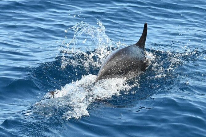 3-Hour Cetacean Watching and Snorkeling Tour in Tenerife - Key Highlights You’ll Actually Care About