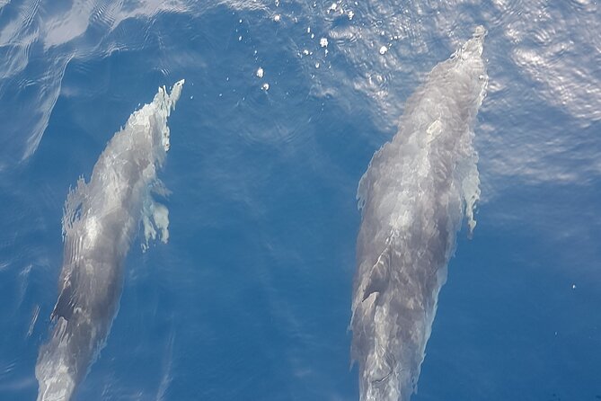 3-hour excursion to Puerto Colón Adeje to see whales - Key things you’ll notice on this whale trip