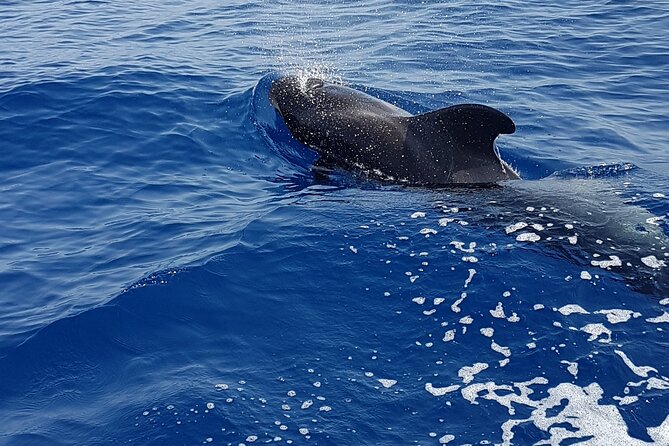 3-hour excursion to Puerto Colón Adeje to see whales - Whales and snacks in a tight 3-hour window