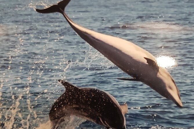 3-hour excursion to Puerto Colón Adeje to see whales - Small group energy: why up to 20 people makes a difference