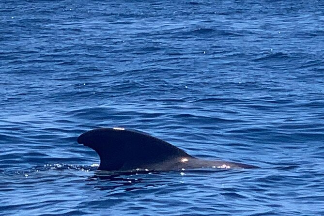 3-hour excursion to Puerto Colón Adeje to see whales - Practical tips that actually help (especially in Costa Adeje)