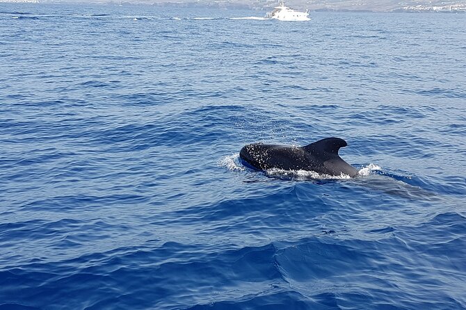 3-hour excursion to Puerto Colón Adeje to see whales - Who should book this Puerto Colón whale and snorkel excursion