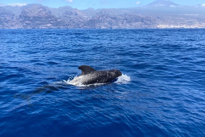 3-Hour Private Tour with Whale and Dolphin Watching - What You Actually Do in 3 Hours: From Port Out to Open Water