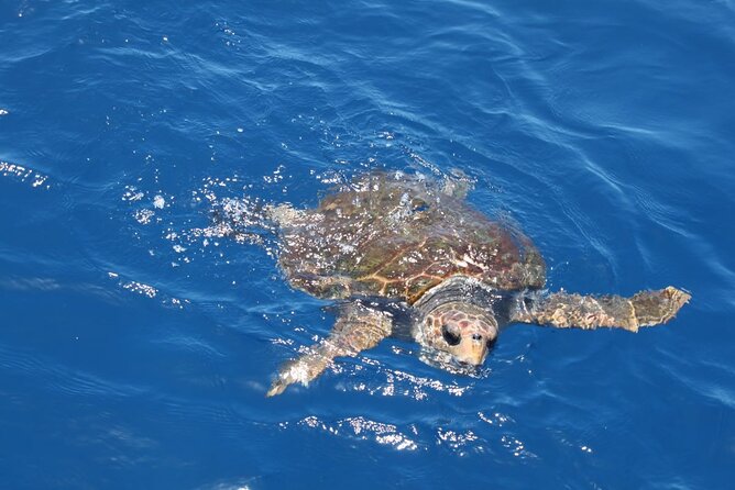 3-Hours Shared Tour to Accessible Boat en Canary Island - Optional Extras: Sport Fishing or a Scuba Taster (Extra Cost)
