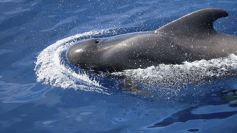 3h Whale Watching Private tour Beneteau Oceanis 440 - Price and value: $648 per group up to 11