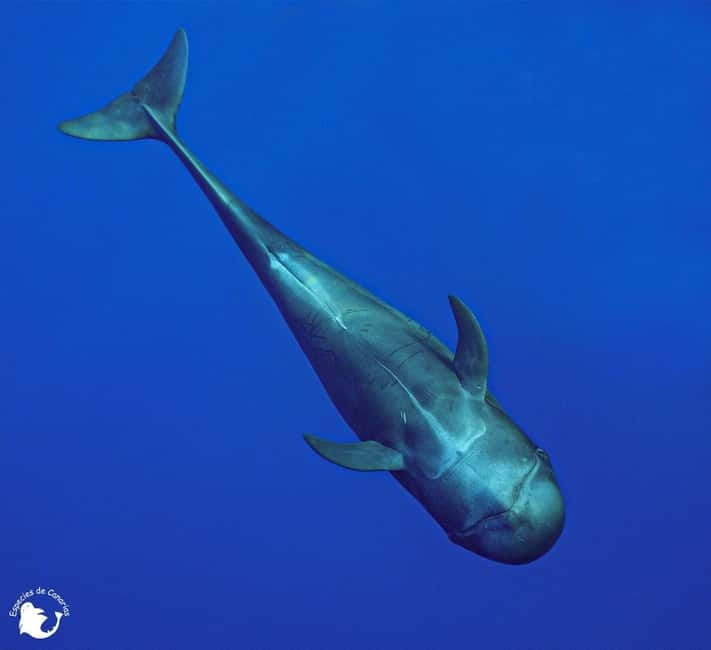 3h Whale Watching Private Tour Costa Adeje Lina7 Mizendoha - Who should book this whale watching private tour, and who should skip it