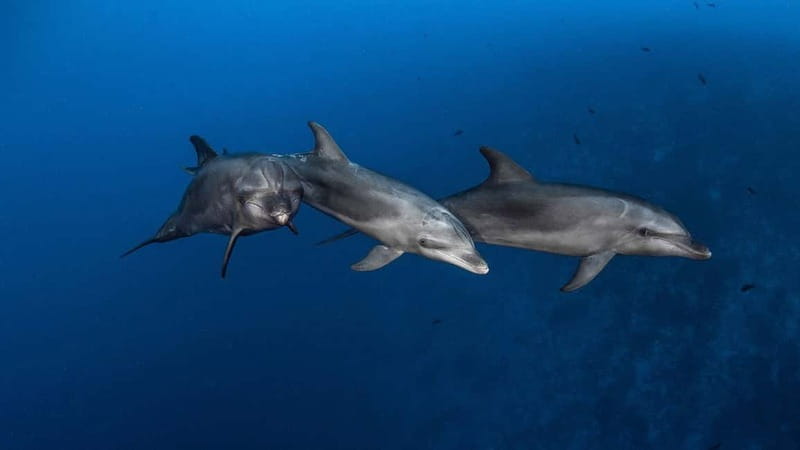 3h Whale Watching Private Tour Costa Adeje Lina7 Mizendoha - Private pilot-whale sailing from Costa Adeje, 3 hours that actually feels like a trip
