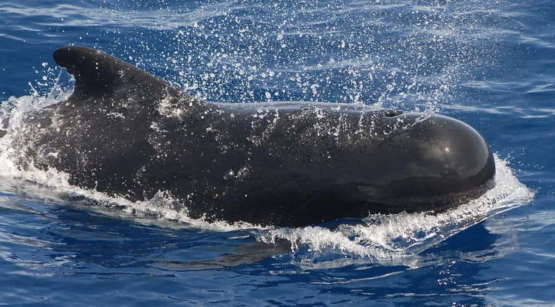 3h Whale Watching Private Tour Costa Adeje Lina7 Mizendoha - Snorkeling gear included: what you should bring for a smooth swim slot