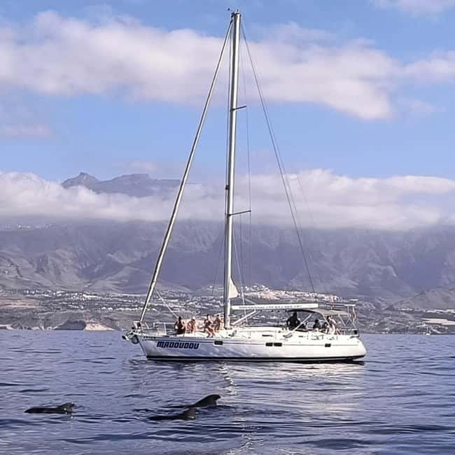 3h Whale Watching Share Tour Beneteau Oceanis 440 - Wildlife time: dolphins, marine life, and pilot whales