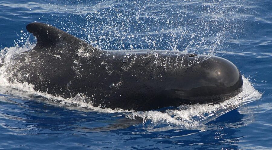 3h Whale watching Share Tour Costa Adeje Lina7 Mizendoha - What to Bring (So the Sea Day Doesn’t Get Annoying)