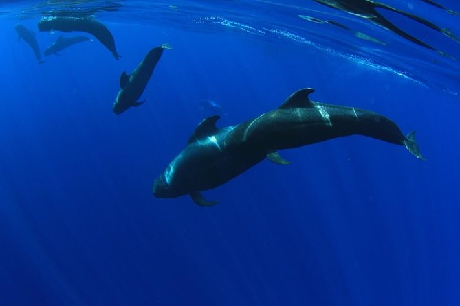 5 hr watching and listening whales and dolps. Visit Los Gigantes - Key things I’d zero in on