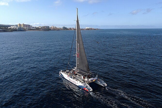 5 hr watching and listening whales and dolps. Visit Los Gigantes - Out on Tenerife’s south coast: how you actually find whales and dolphins