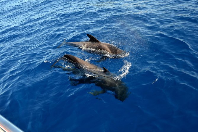 5 hr watching and listening whales and dolps. Visit Los Gigantes - What to bring (and what to skip)