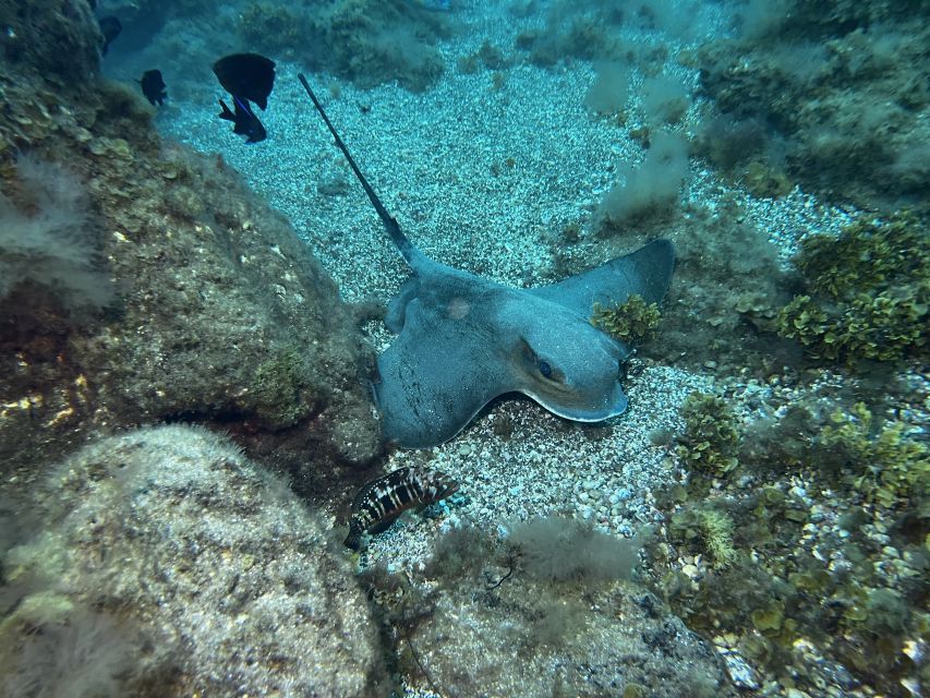 Abades: Guided Snorkeling Tour with Photos - What could disappoint you (so you don’t get surprised)