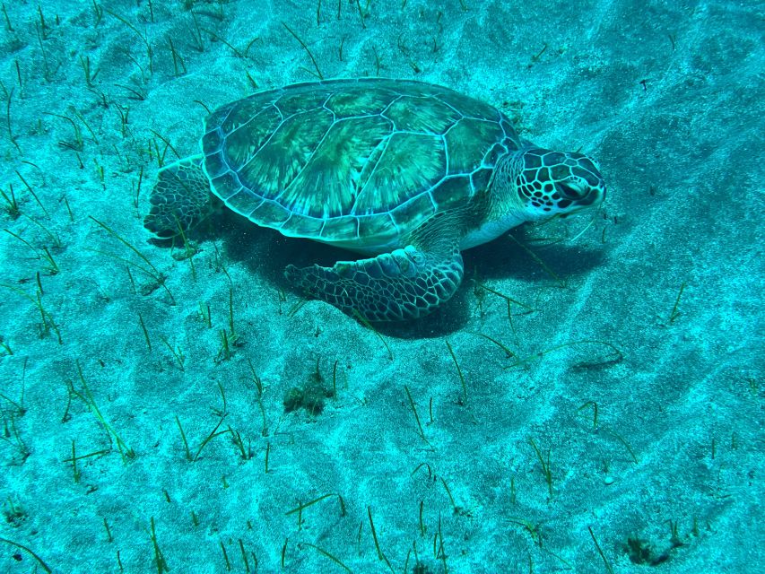 Abades: Guided Snorkeling Tour with Photos - Why Playa Abades works so well for first-time snorkelers