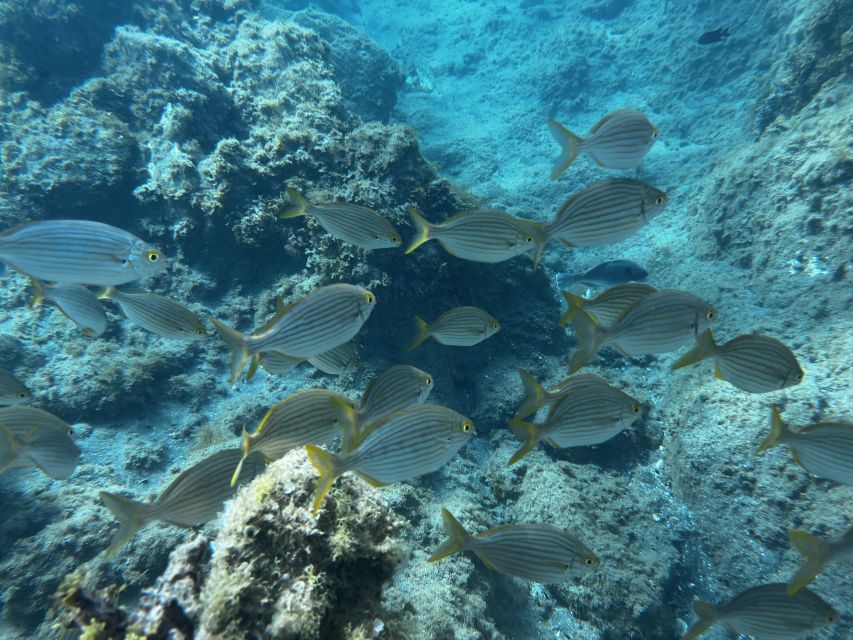 Abades: Guided Snorkeling Tour with Photos - Price vs. what you get (and why $35 can make sense)