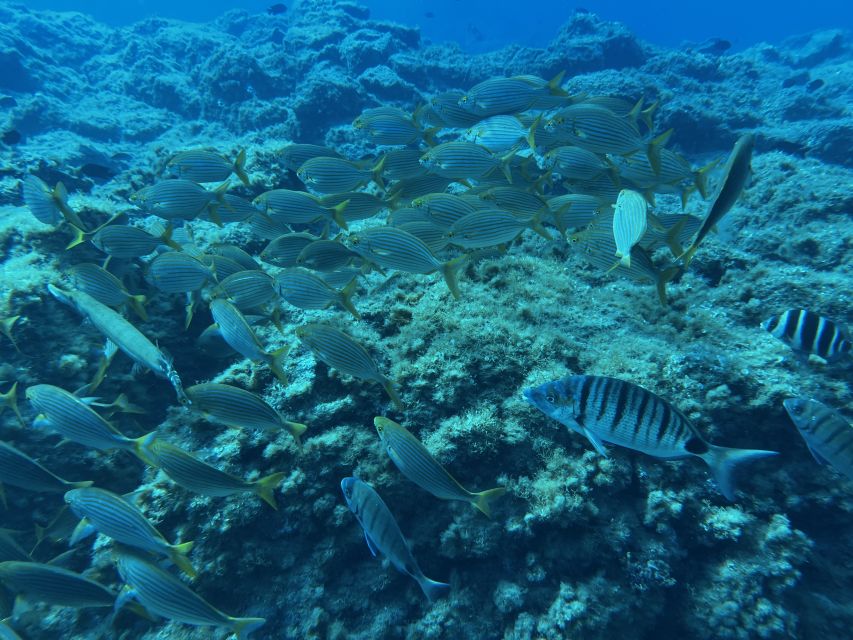 Abades: Guided Snorkeling Tour with Photos - Who should book this snorkeling tour (and who might not)