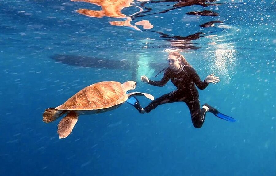 Abades: Tenerife Turtles and Rays Snorkeling Trip - A 1.5-hour Tenerife snorkel for turtles and rays