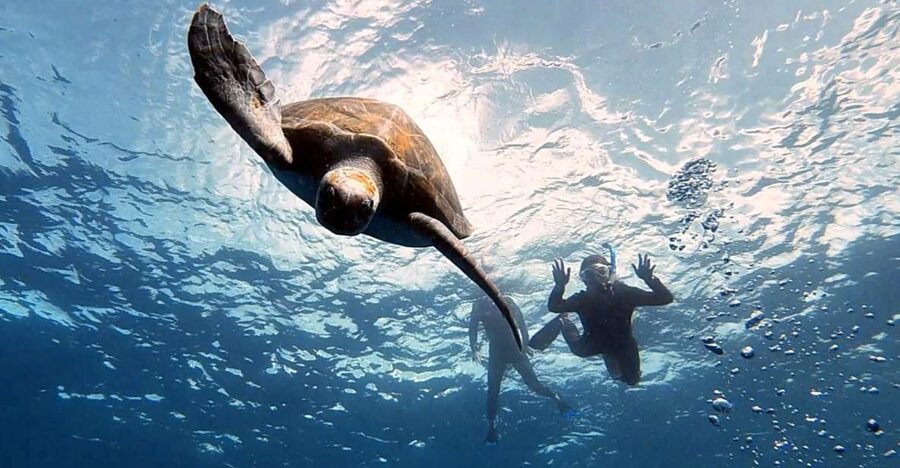 Abades: Tenerife Turtles and Rays Snorkeling Trip - What the guide really does once you’re in the water