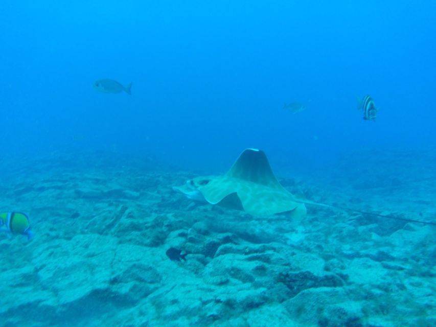 Abades: Tenerife Turtles and Rays Snorkeling Trip - What it’s like swimming with turtles and rays (and what to expect)