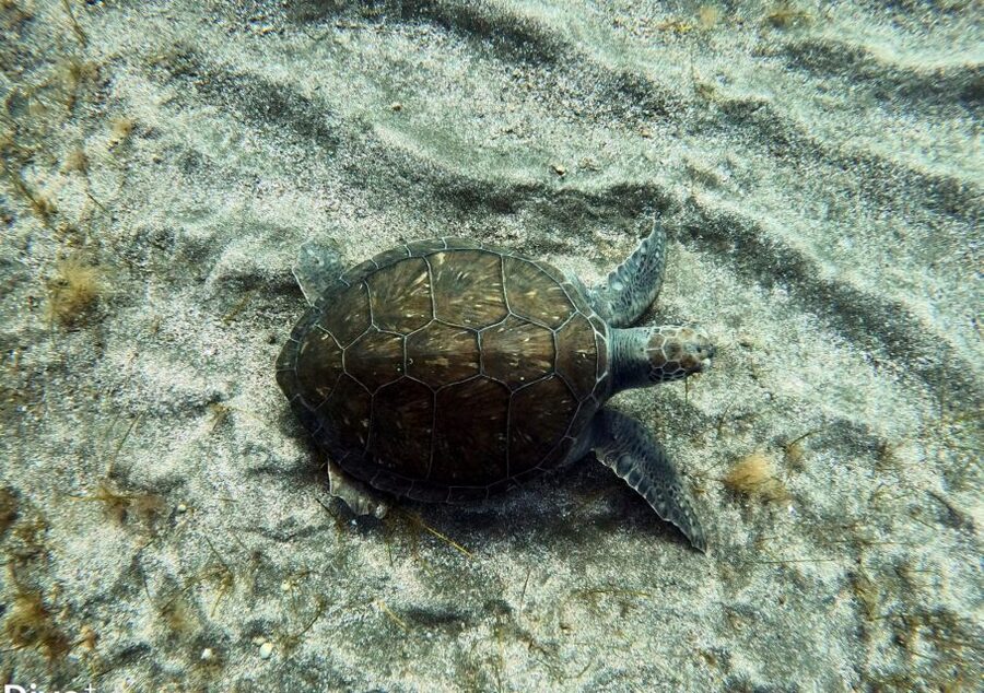 Abades: Tenerife Turtles and Rays Snorkeling Trip - Snorkeling basics you’ll be glad you learned