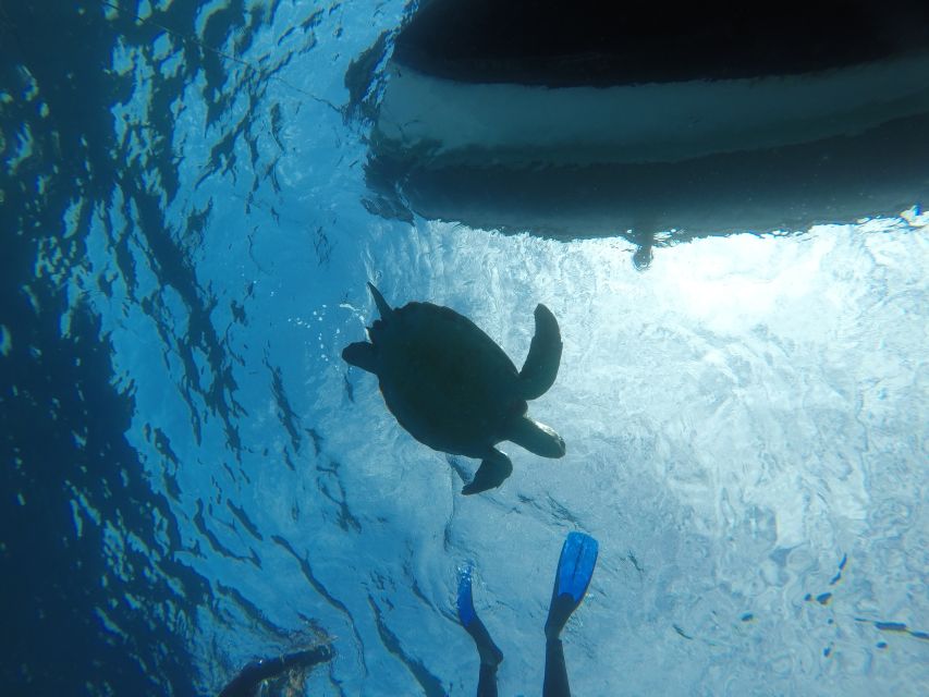 Abades: Tenerife Turtles and Rays Snorkeling Trip - Price and value: is $65 worth it?