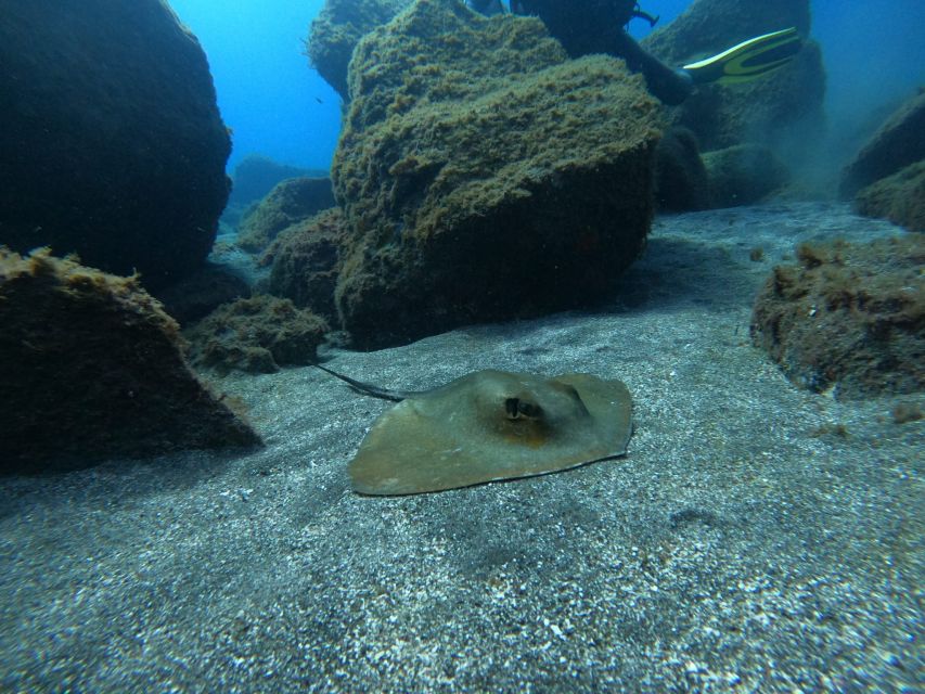 Abades: Tenerife Turtles and Rays Snorkeling Trip - Which traveler should book this (and which should skip)