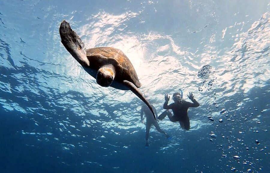 Abades: Tenerife Turtles and Rays Snorkeling Trip - Where you start: Magilu bar, then water access by sea conditions