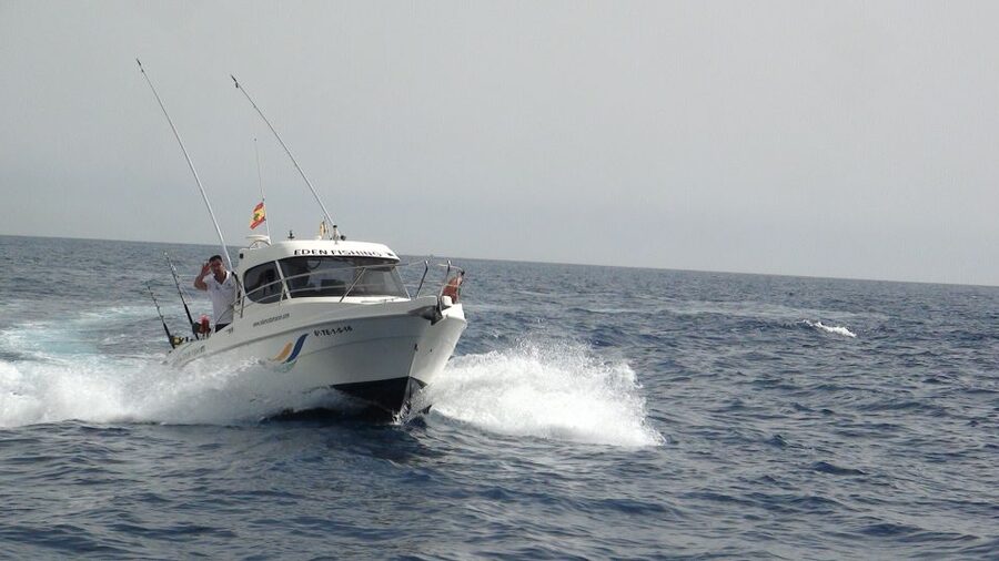 Adeje: 3.5–Hour Professional Fishing Experience - What you might catch around Tenerife (and how to think about it)
