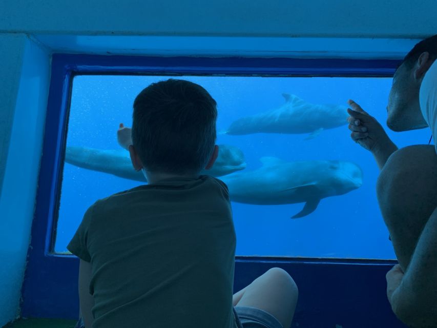 Adeje: Whale and Dolphin Watching Cruise with Lunch and Swim - Why This Cruise Works on Tenerife’s West Coast