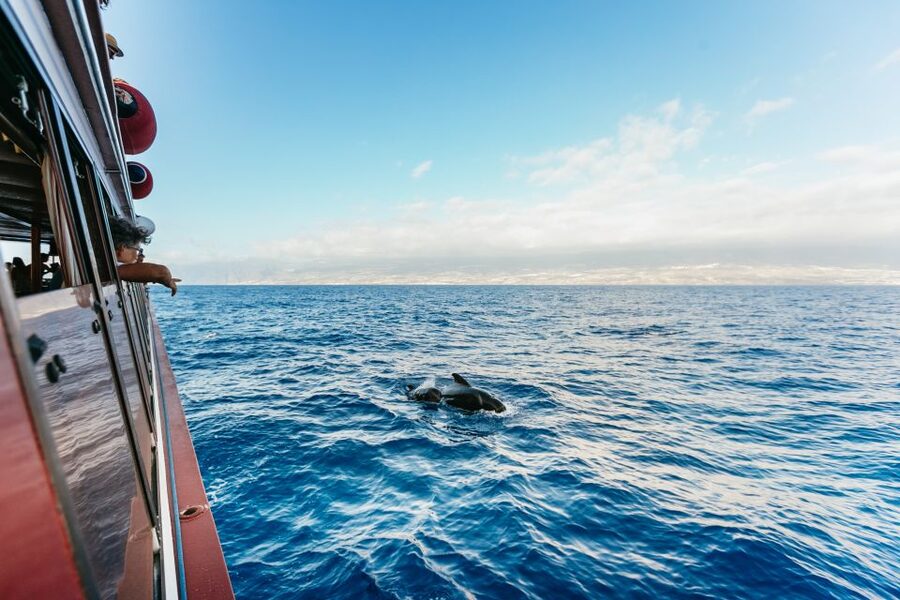 Adeje: Whale and Dolphin Watching Cruise with Lunch and Swim - Choosing Between Diego Hernandez Bay and Los Gigantes