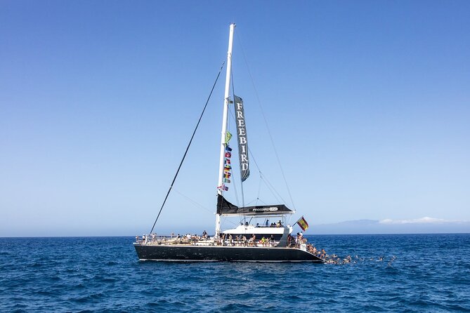 Adults Only Tenerife Freebird Whale Dolphin Catamaran with Lunch - Key highlights on this Freebird whale and dolphin catamaran