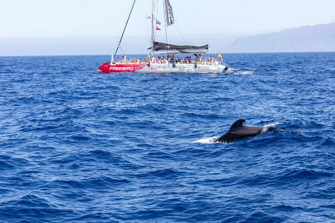 Adults Only Tenerife Freebird Whale Dolphin Catamaran with Lunch - Crew and On-Board Atmosphere: Why It Often Feels Effortless