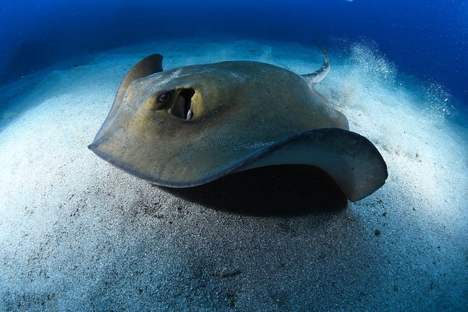 ADVANCED OPEN WATER CERTIFICATION - Improve your scuba diving skills up to 30m ! - Peak Performance buoyancy: the skill that makes everything easier