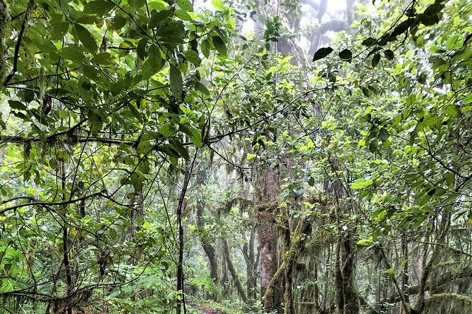 ANAGA: VIP tour: Forests, Peaks and Sea. - The loop of peaks and sea: viewpoints that make the drive worth it