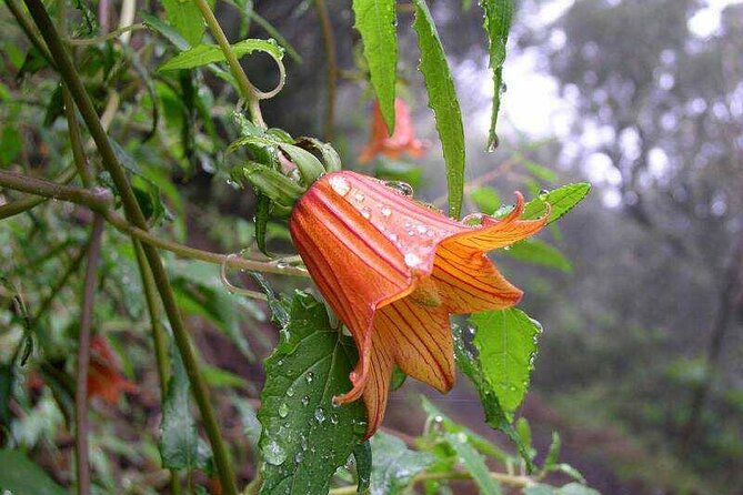 ANAGA: VIP tour: Forests, Peaks and Sea. - Real guide talk: plants, history, and Canarian daily life