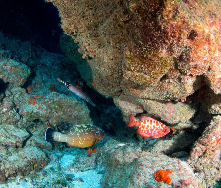 Beginner Scuba Dive with Scubapoint Tenerife in Turtle Area - Underwater practice: breathing, control, and staying close