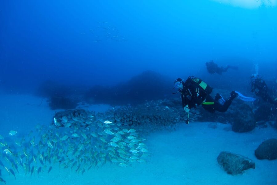 Beginner Scuba Dive with Scubapoint Tenerife in Turtle Area - Marine life in the Atlantic: what you’ll be looking for