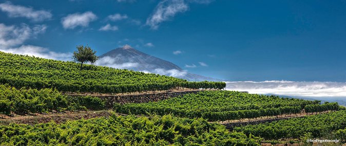 Bodegas Monje Winery Ticket w/Wine Tasting & Mojo Sauce Workshop - Winery Walk and Cellars: What You Get Before Cooking