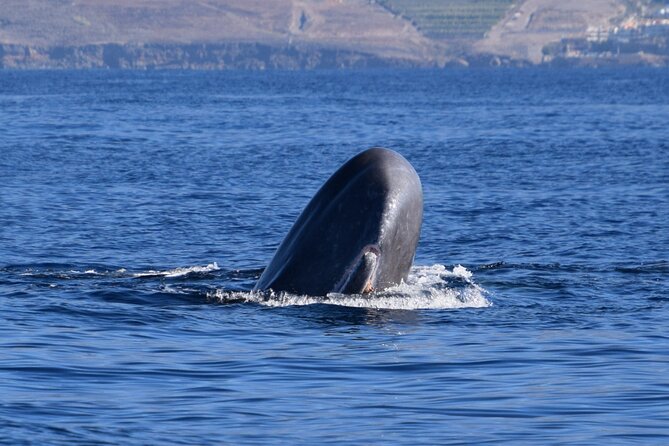 Bonadea II Ecological Whale Watching, 2 hours - Key Things I’d Pack in Your Mind Before You Go